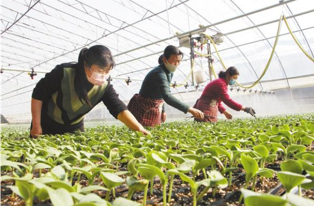 扶溝：全力確?！安嘶@子”種苗供應(yīng)